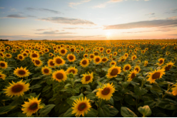 A field of Sunflowers